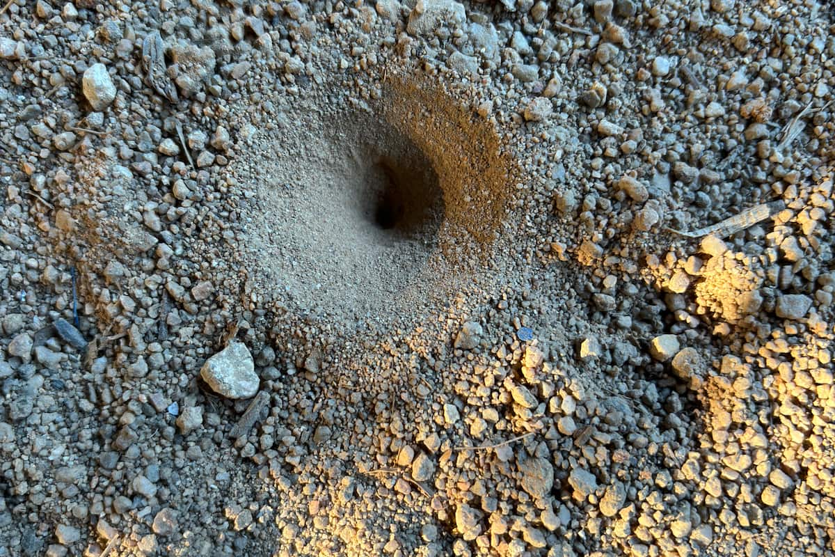 Termite-hole outside a luxury villa